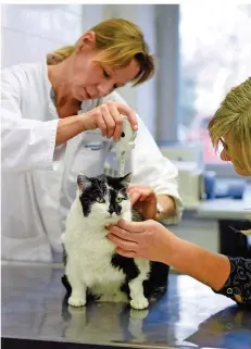  ?? FOTO: ANDREAS GEBERT/DPA ?? Tierärztin Petra Kölle (links) misst Katze Mausi: Sie ist zu dick – 6,7 statt fünf Kilogramm. Diät-Futter soll ihr helfen, abzunehmen.
