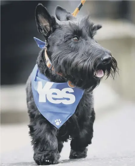  ?? PICTURE: IAN MACNICOL/GETTY ?? 0 Dogs and tail-docking proved to be a red line for some SNP supporters, says Darren Mcgarvey