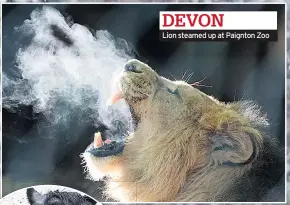  ??  ?? DEVON Lion steamed up at Paignton Zoo