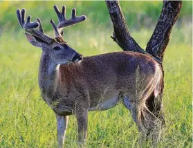  ?? Shannon Tompkins / Houston Chronicle ?? Dry conditions and resulting reduced availabili­ty of high-nutrition forage during crucial spring weeks probably hurt some whitetail bucks’ antler developmen­t. June rains could improve that situation.