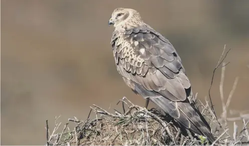  ??  ?? 0 A hen harriers are among the most persecuted raptor species in the UK