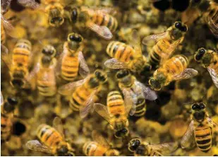  ?? Bild: Andy Duback ?? Bin är hotade av sjukdomar och miljögifte­r. i sverige finns 270 olika sorters bin – en tredjedel står på artdataban­kens rödlista, vilket betyder att de riskerar att försvinna på sikt.
