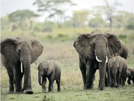  ?? TONY KARUMBA / AFP / GETTY IMAGES FILES ?? The population of African elephants has dropped to fewer than 400,000 from up to five million in the early part of the 20th century. But other elephant population­s have increased or remain stable.