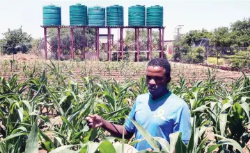  ?? ?? Mr Kuzolunga Ncube of Mangwe District, who recently returned from South Africa, has harnessed opportunit­ies created by the Second Republic to become a successful farmer