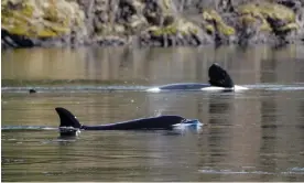  ?? Photograph: Jared Towers/Bay Cetology. ?? Spong, who died on Saturday, and her calf, k ٽ iisäi֙is, whom rescuers are attempting to lure out of the lagoon to rejoin her pod.