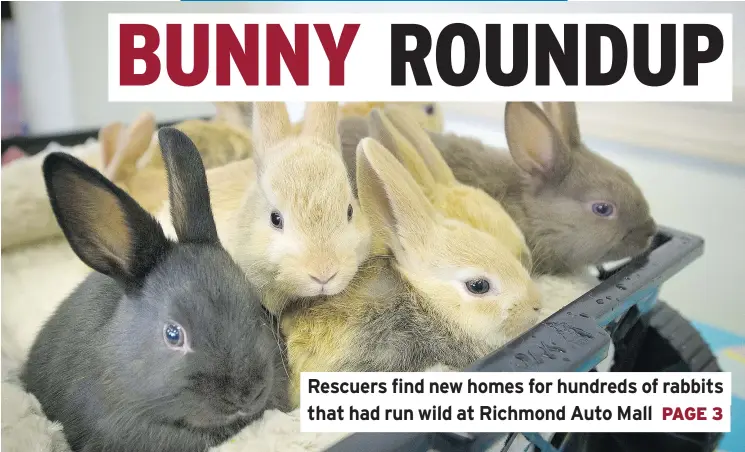  ?? MARK VAN MANEN/PNG ?? Rescued bunnies peer out of a basket Wednesday at Richmond Auto Mall, where the group Rabbitats has cared for hundreds of feral rabbits.