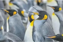  ??  ?? King penguins guard their space as a large colony nests on Volunteer Point, Falkland Islands. King penguins are the largest of the Falklands penguins, with the bulk of the islands’ breeding adults concentrat­ed almost entirely at Volunteer Point. At an...