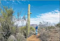  ??  ?? A HIKER takes a closer look at one of the buds on a tall saguaro at the Spur Cross Ranch Conservati­on Area.