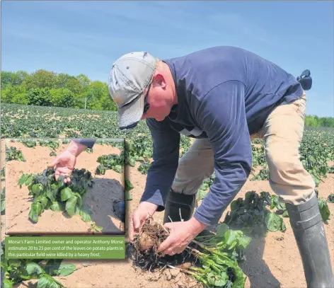  ?? KIRK STARRATT PHOTOS ?? Morse’s Farm Limited owner and operator Anthony Morse examines damage caused to his early potato crop by a heavy frost overnight from June 3 to 4.