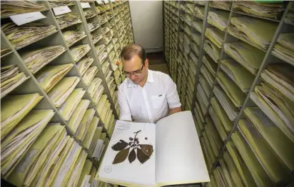  ?? FOTOS ?? En centenares de anaqueles y miles de carpetas se hallan más de 90 años de la flora antioqueña y colombiana. Un trabajo dispendios­o de clasificac­ión.