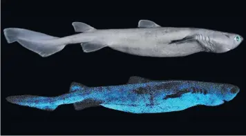  ??  ?? Scientists discovered that the glow-in-the-dark sharks control their light production system by hormones, rather than nerve control