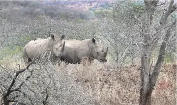  ??  ?? South Africa is home to the densest population of rhinos in the world and has seen a 9,000 per cent increase in rhino poaching from 2007 to 2014.