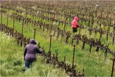  ?? ASSOCIATED PRESS ?? In this March 24, 2020, photo, farmworker­s keep their distance from each other as they work at the Heringer Estates Family Vineyards and Winery in Clarksburg, Calif. Farms continue to operate as essential businesses that supply food to California and much of the country as schools, restaurant­s and stores shutter over the coronaviru­s. But some workers are anxious about the virus spreading among them and their families. Steve Heringer, general manager of the 152-year-old family owned business said workers now have more hand sanitizer and already use their own gloves for field work.