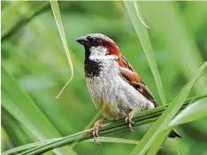  ?? Foto: ?? Hier seht ihr ein Spatzen Männchen, das auf einem Grashalm sitzt. Viele Spatzen fin den nicht mehr genug Futter für ihren Nachwuchs.