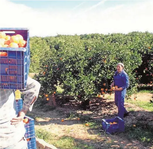  ?? // ABC ?? de naranjas en un campo de Andalucía