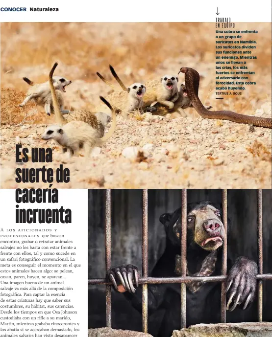  ?? TERTIUS A GOUS ?? TRABAJO EN EQUIPOUna cobra se enfrenta a un grupo de suricatos en Namibia. Los suricatos dividen sus funciones ante un enemigo. Mientras unos se llevan a las crías, los más fuertes se enfrentan al adversario con ferocidad. Esta cobra acabó huyendo.