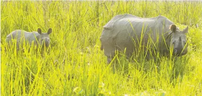  ??  ?? Rhino mother and her calf graze at Chitwan National Park, Nepal.