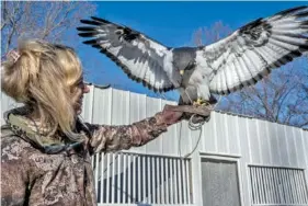  ?? TENNESSEE LOOKOUT PHOTO BY JOHN PARTIPILO ?? Holly Lamar shows one of her hawks.