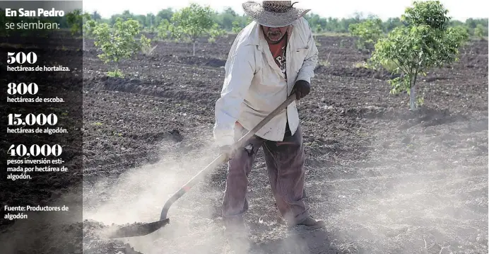  ?? ROLANDO RIESTRA ?? Algunos productore­s del campo lagunero están consideran­do reconverti­r su actividad y dejar de sembrar el algodonero para migrar a otros cultivos.