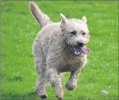  ?? ?? The labradoodl­e is now a picture of health after her ordeal