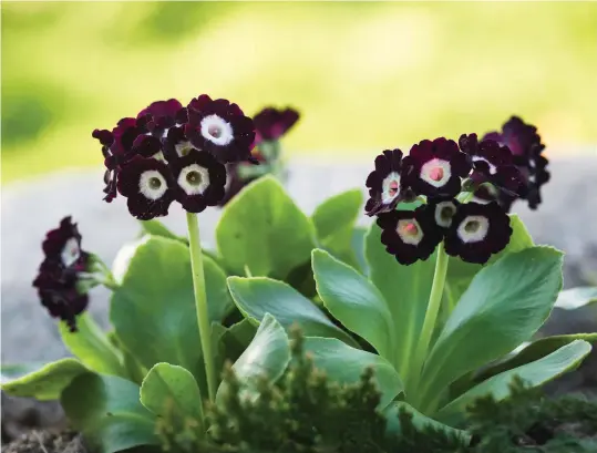  ??  ?? ABOVE You will have to hunt for this one - the rare ‘black’ auricula. OPPOSITE Pretty in pink – welcoming in the spring.