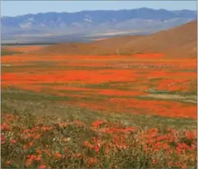  ??  ?? California poppies carpet a valley near Lancaster. GOGGLE IMAGE