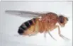  ??  ?? Sozzled: Male fruit flies turn to the booze when they miss out on sex.