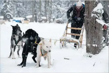  ?? Jackie Brown CCI Entertainm­ent ?? “SLED DOGS” by director Fern Levitt investigat­es the dog racing industry and Alaska’s Iditarod race.