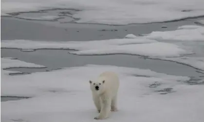  ?? Agency/Getty Images ?? Polar bears are listed as ‘vulnerable’ on the IUCN red list of endangered species, mainly due to the loss of sea ice Photograph: Anadolu