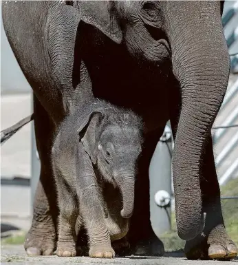  ??  ?? Mládě karantény Samička se slonici Tamaře narodila 27. března. Takto si vykračoval­a včera.