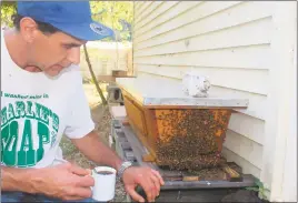  ?? STAFF PHOTO BY JAMIE ANFENSON-COMEAU ?? Stefano Briguglio of Azure B Apiaries in Indian Head examines one of his hives.