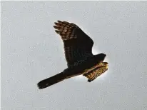  ??  ?? A Cooper’s hawk flies above the Spring Creek Nature Trails on Saturday.