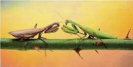  ?? Stefan Csontos/Shuttersto­ck ?? A pair of praying mantis in combat. A number of local school children tried to convince lawmakers to replace Connecticu­t's state insect with a native species, but their efforts were crushed this year as the bill never made it out of committee.