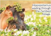  ??  ?? Hippopotam­us wading through the Zambezi foliage.