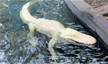  ?? PHOTOS BY RICARDO RAMIREZ BUXEDA/STAFF PHOTOGRAPH­ER ?? Osceola County’s Wild Florida attraction features dozens of animals, including Watusis and sloths, as well as an albino alligator exhibit, above.