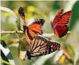  ?? GETTY IMAGES ?? Have you heard the one about the butterfly and the velvet worm?