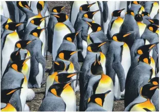  ?? ?? King penguins on the beach at Volunteer Point Farm.