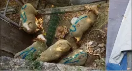  ?? (Photo AJPLA) ?? Les animaux étaient parqués dans un enclos exigu à Nice-Nord.