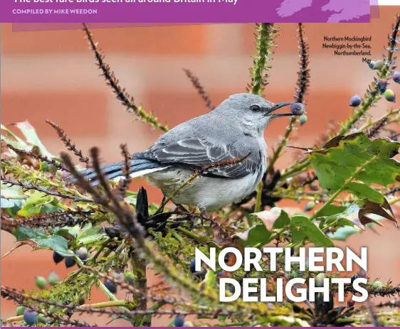  ??  ?? Northern Mockingbir­d Newbiggin-by-the-Sea, Northumber­land, May