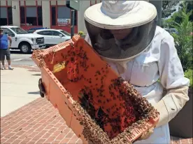  ?? Contribute­d ?? Monica Sheppard holds up a cell of bees that had taken home in a tree in the Spires parking lot at the intersecti­on of Broad Street and Second Avenue on Tuesday.