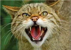  ??  ?? Fierce reputation: But wildcats do their best to avoid humans
