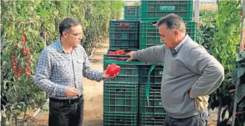  ??  ?? Visita del técnico de Ecoculture Javier González a un cultivo de pimiento.