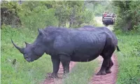  ?? ASSOCIATED PRESS ?? Rhino poaching in South Africa’s Kruger National Park declined about 18% between January and the end of August, officials said.