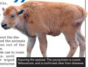  ??  ?? Assuring the species: The young bison is a pure Yellowston­e, and is confirmed clear from diseases