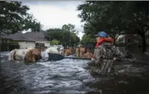  ?? ANDREW BURTON, NEW YORK TIMES ?? Trey Holladay herds livestock through a flooded neighbourh­ood west of Houston in August of this year after hurricane Harvey.