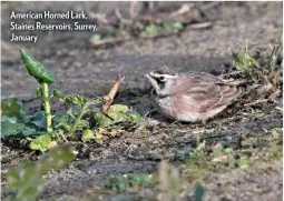  ??  ?? American Horned Lark, Staines Reservoirs, Surrey, January