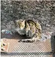  ??  ?? Da war es wohl zu kalt: eine Wildkatze, festgefror­en auf einem Steg.