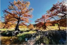  ?? Pedernales Falls State Park ?? Bald cypress trees show off their autumn colors along the river in Pedernales Falls State Park.