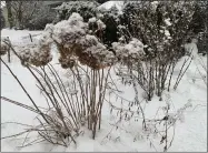  ?? JULIA RUBIN ?? This image shows an outdoor garden covered in snow outside a home in Westcheste­r County, N.Y. on Sunday, Feb. 7, 2021. Deep into this pandemic winter, it can be hard to remember what a refuge gardens were for many people last spring and summer. But even in winter the garden can provide comfort and perspectiv­e.