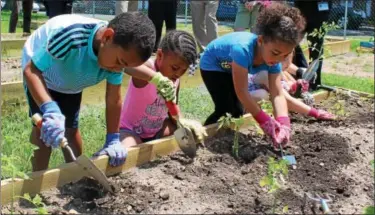  ?? DIGITAL FIRST MEDIA FILE PHOTOS ?? Elementary children in Pottstown get some gardening experience by putting tomato plants in the ground. More and more schools are enacting policies and programs to prevent or reduce childhood obesity.